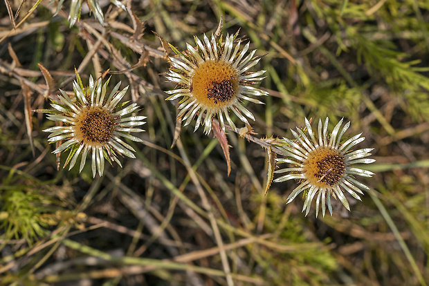 krasovlas obyčajný Carlina vulgaris L.