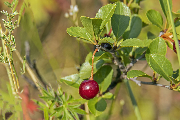 čerešňa krovitá Cerasus fruticosa Pall.