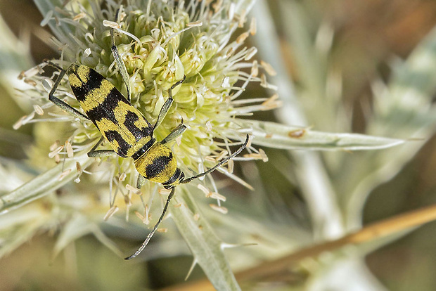 fúzač  Chlorophorus varius