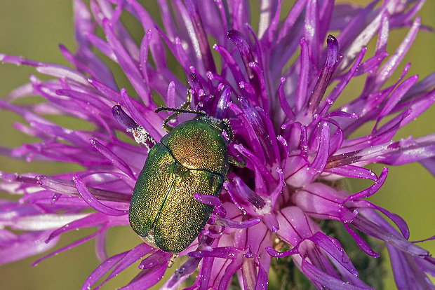 krytohlav  Cryptocephalus sericeus