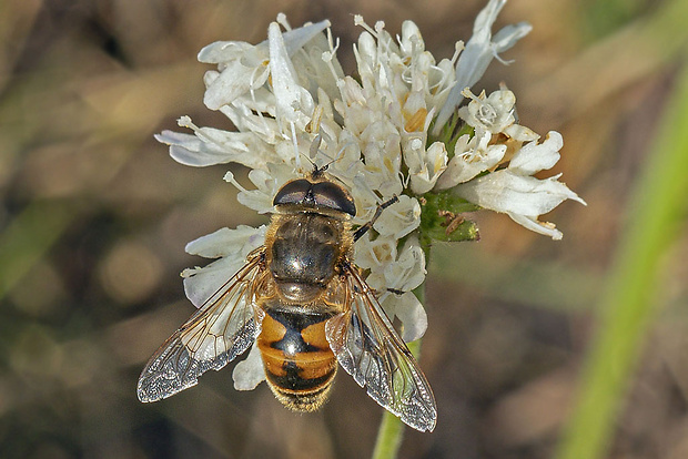 trúdovka obyčajná Eristalis tenax  (Linnaeus, 1758)