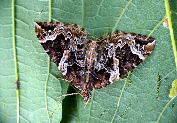 piadivka slivková Eulithis prunata