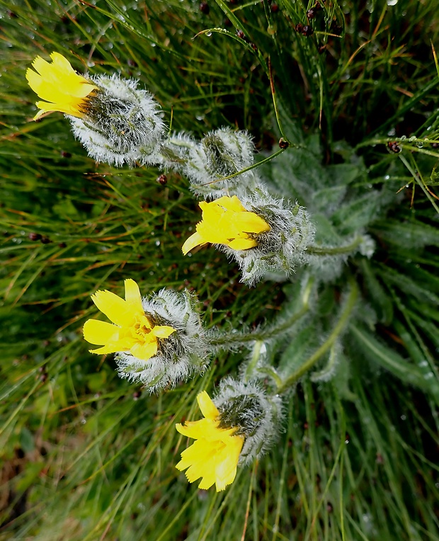 jastrabník alpínsky Hieracium alpinum L.