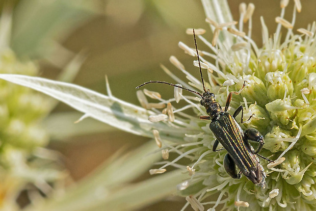 stehnáč Oedemera flavipes