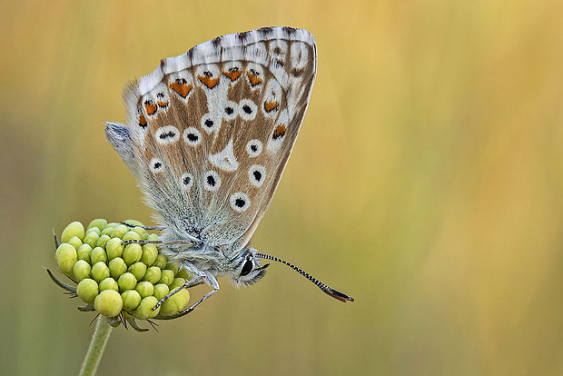 modráčik vikový  Polyommatus coridon