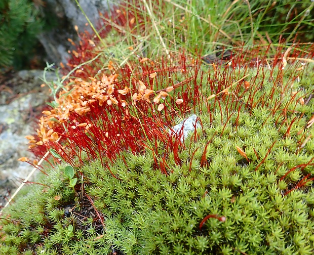 ploník chĺpkatý Polytrichum piliferum Hedw.