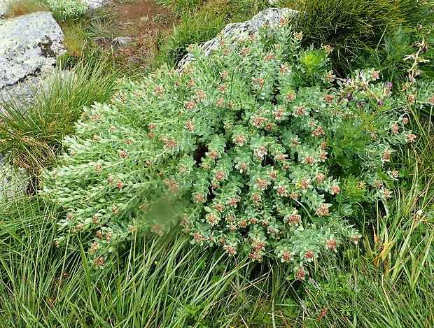 rozchodnica ružová Rhodiola rosea L.