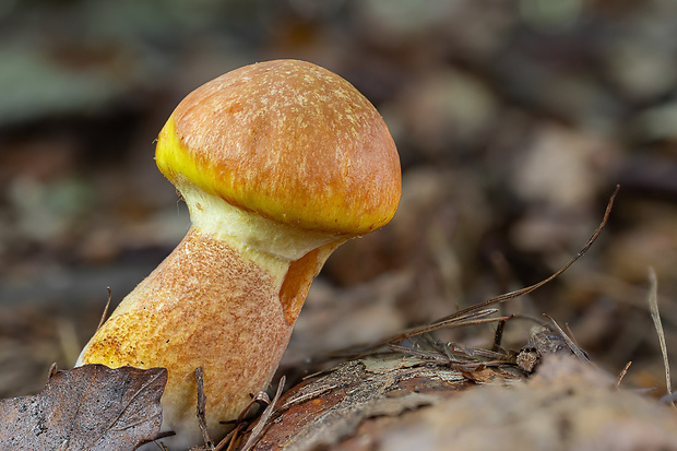 masliak smrekovcový Suillus grevillei (Klotzsch) Singer