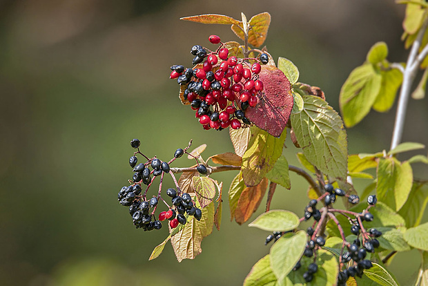 kalina siripútková Viburnum lantana L.