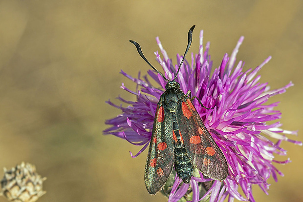 vretienka obyčajná  Zygaena filipendulae