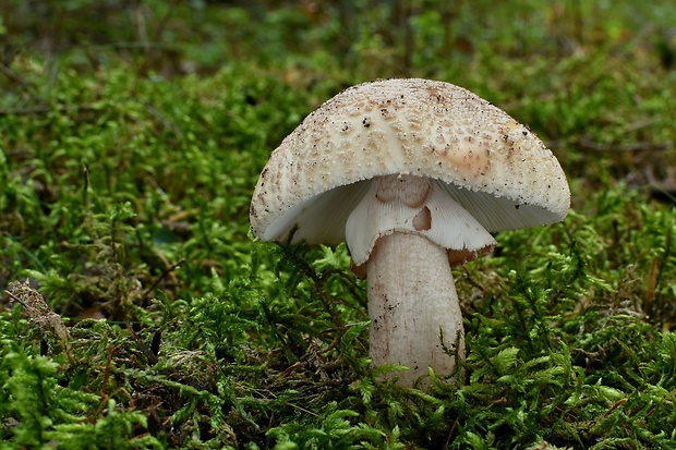 muchotrávka červenkastá Amanita rubescens Pers.