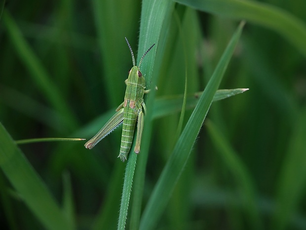 koník lúčny ? Chorthippus montanus