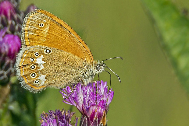 očkáň traslicový  Coenonympha glycerion