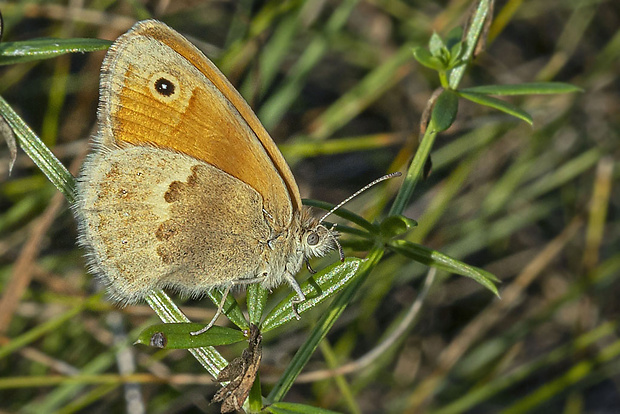 očkáň pohánkový  Coenonympha pamphilus