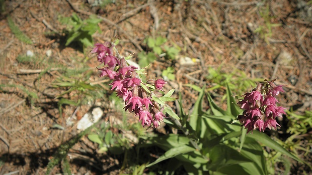 kruštík tmavočervený pravý Epipactis atrorubens subsp. atrorubens (Hoffm.) Besser