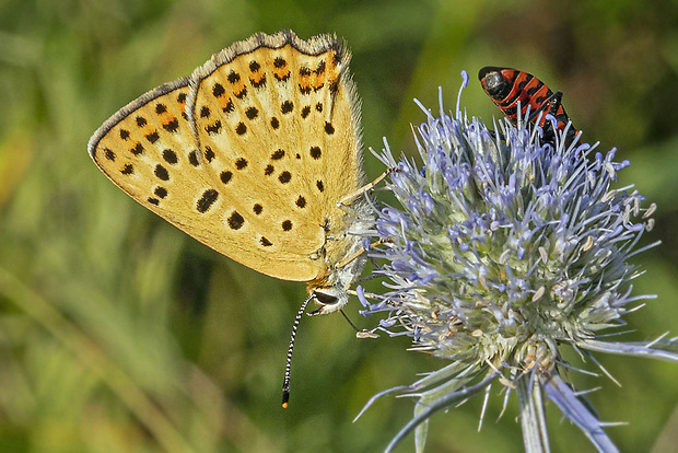 ohniváčik čiernoškvrnný Lycaena tityrus