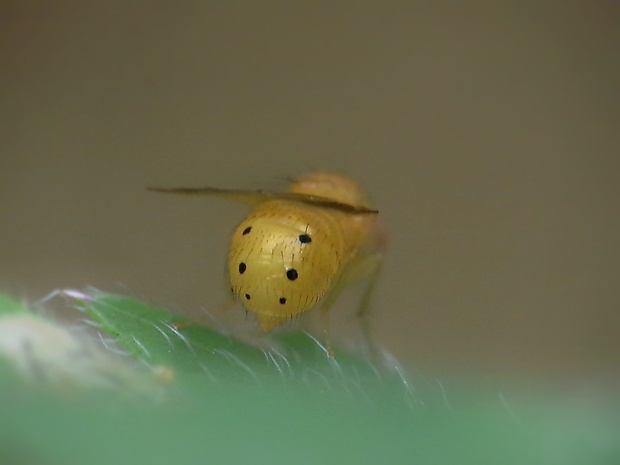 tieňovka Sapromyza sexpunctata