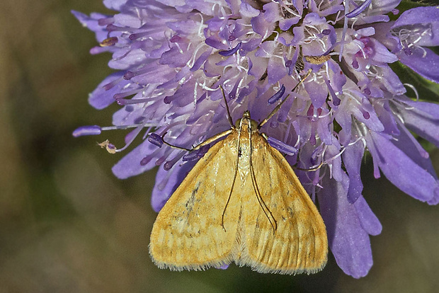 vijačka lobodová  Sitochroa verticalis