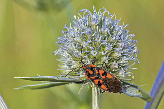 behavka skalná  Spilostethus saxatilis