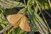 piadivka purpurová 