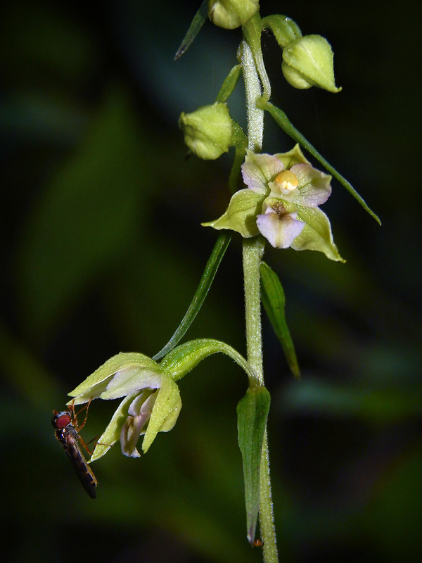 kruštík širokolistý pravý Epipactis helleborine subsp. helleborine (L.) Crantz