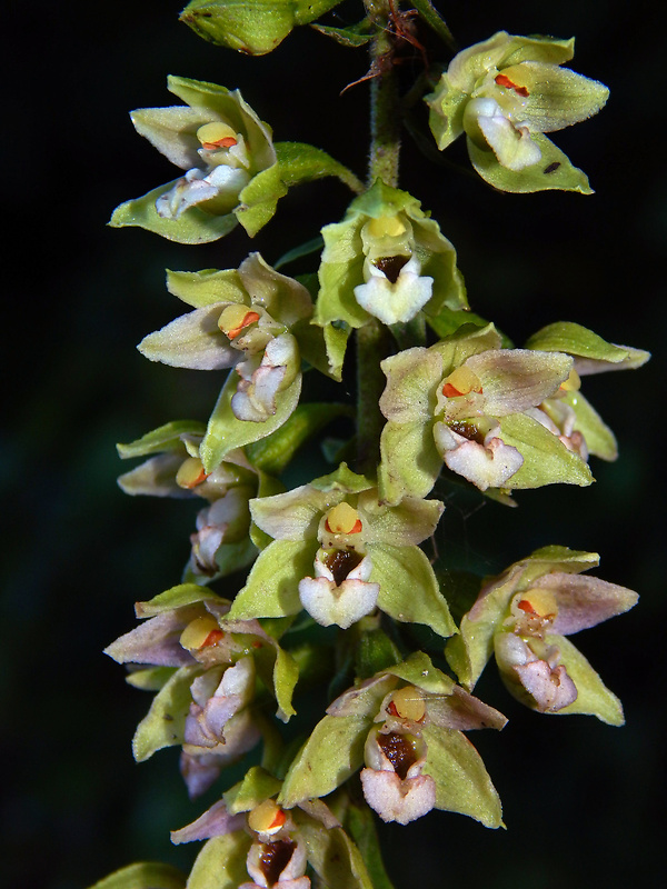 kruštík širokolistý pravý Epipactis helleborine subsp. helleborine (L.) Crantz