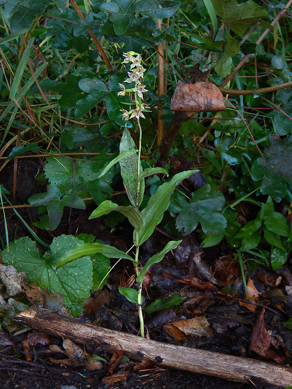 kruštík leuteho Epipactis leutei