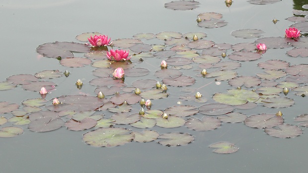 lekno Nymphaea sp.