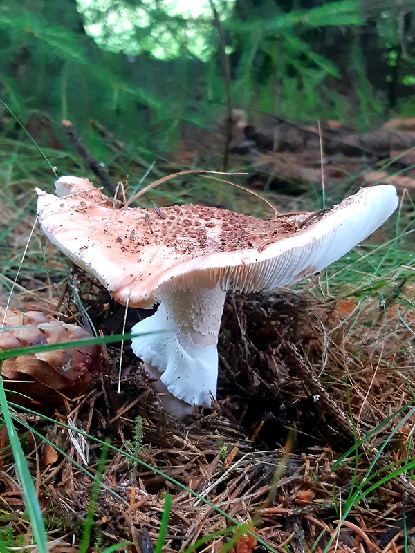 muchotrávka červenkastá Amanita rubescens Pers.