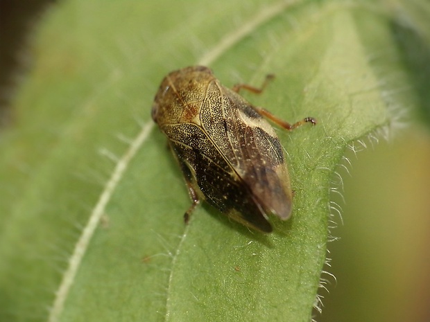 peniarka jelšová Aphrophora alni