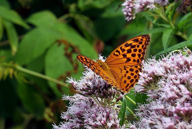 perlovec striebristopásavý (sk) / perleťovec stříbropásek (cz) Argynnis paphia (Linaeus,1758)