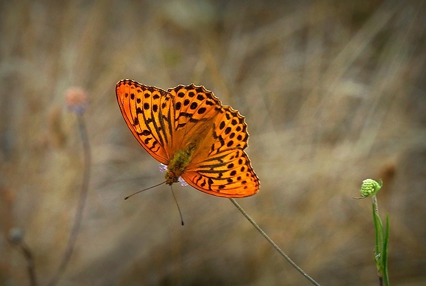 perlovec striebristopásavý (sk) / perleťovec stříbropásek (cz) Argynnis paphia (Linaeus,1758)