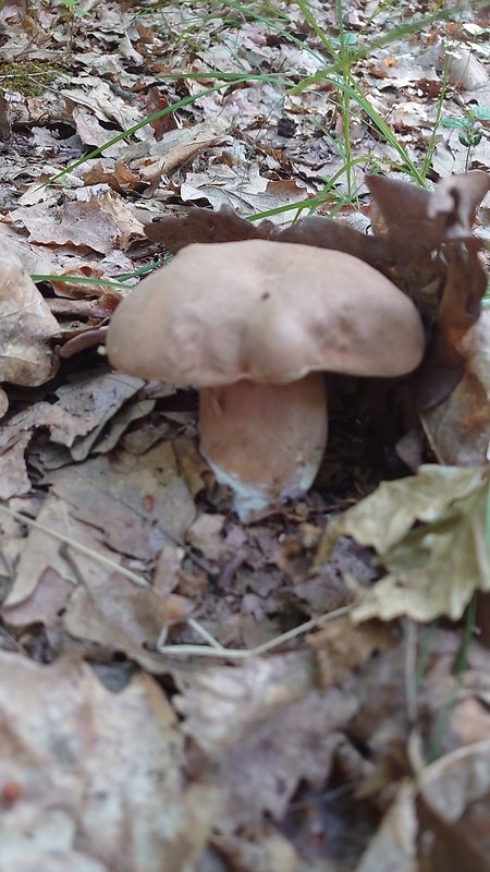 hríb dubový Boletus reticulatus Schaeff.