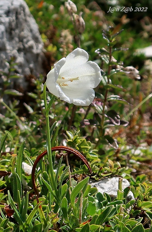 zvonček Campanula scheuchzeri Vill.