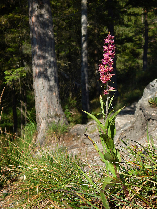 kruštík tmavočervený pravý Epipactis atrorubens subsp. atrorubens (Hoffm.) Besser