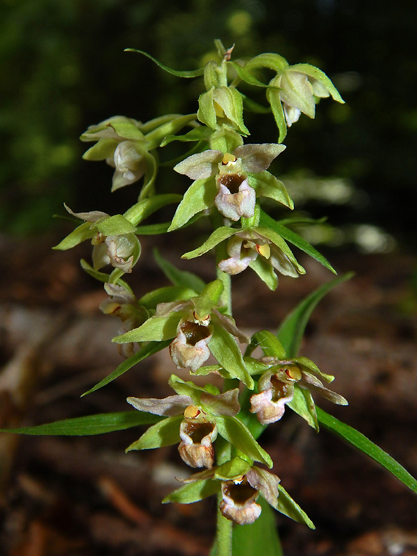 kruštík greuterov Epipactis greuteri H. Baumann et Künkele