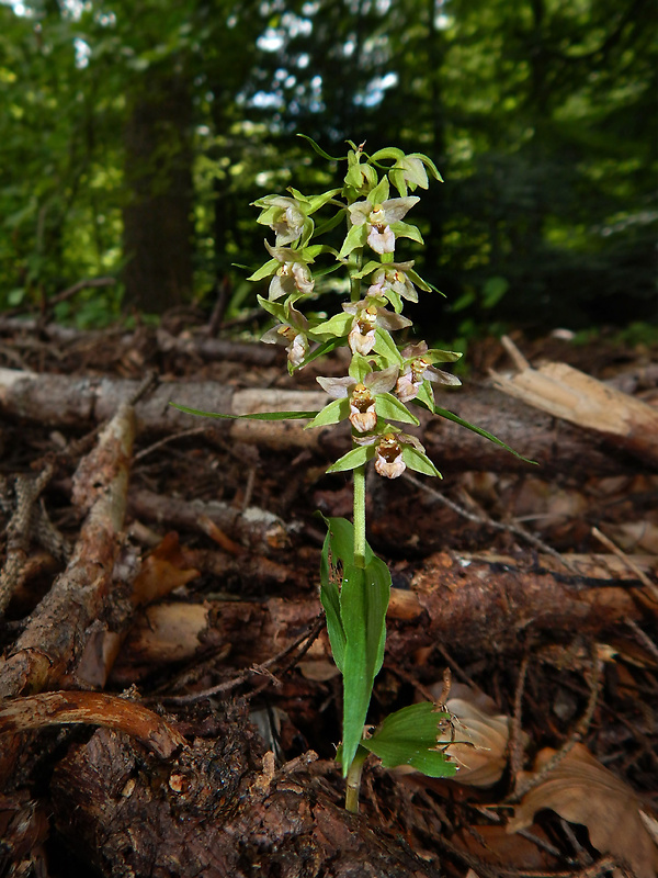 kruštík greuterov Epipactis greuteri H. Baumann et Künkele