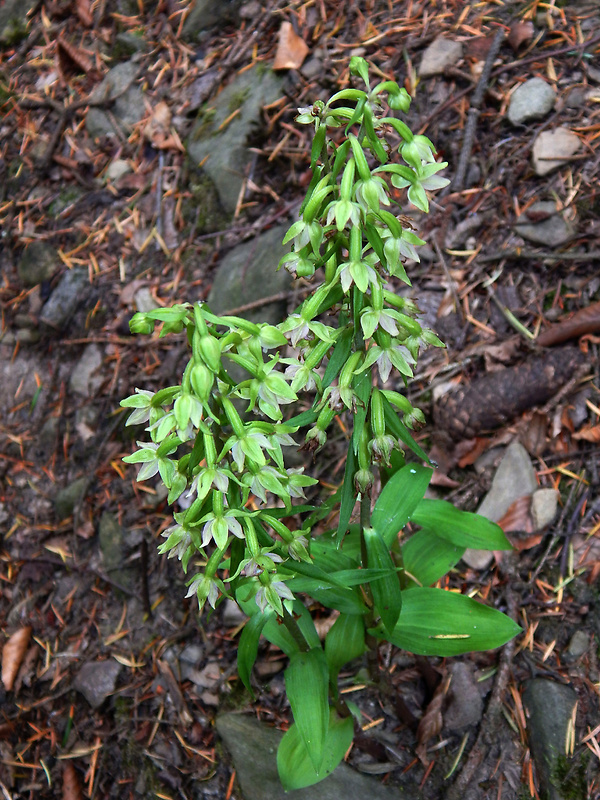 kruštík greuterov Epipactis greuteri H. Baumann et Künkele