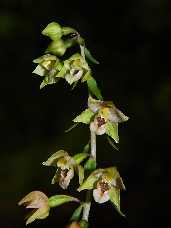 kruštík širokolistý pravý Epipactis helleborine subsp. helleborine (L.) Crantz