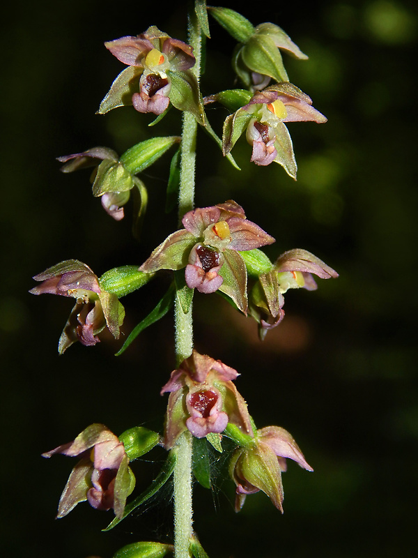 kruštík širokolistý pravý Epipactis helleborine subsp. helleborine (L.) Crantz