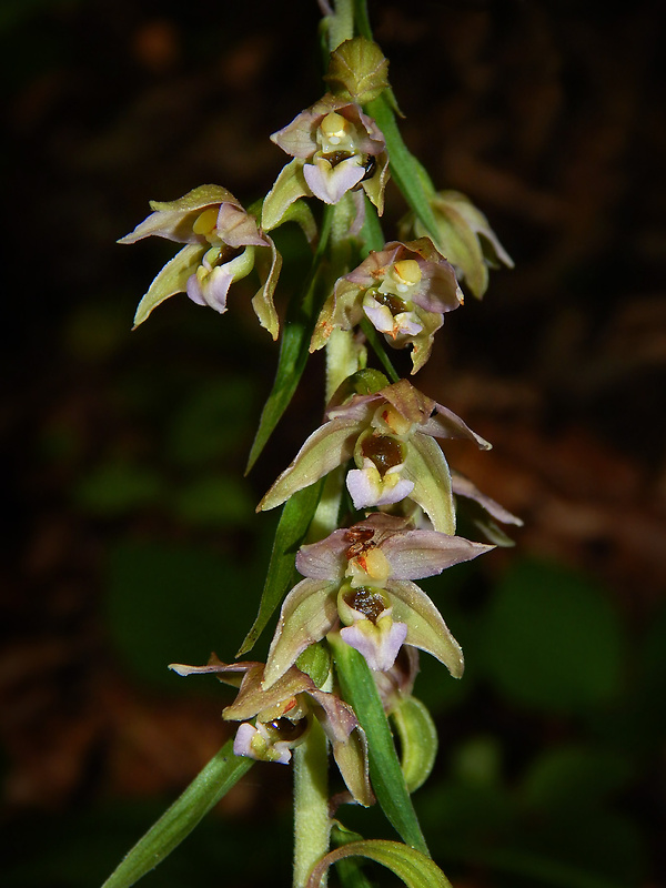 kruštík širokolistý pravý Epipactis helleborine subsp. helleborine (L.) Crantz