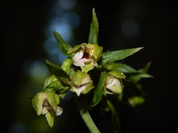 kruštík komorický Epipactis komoricensis Mereďa