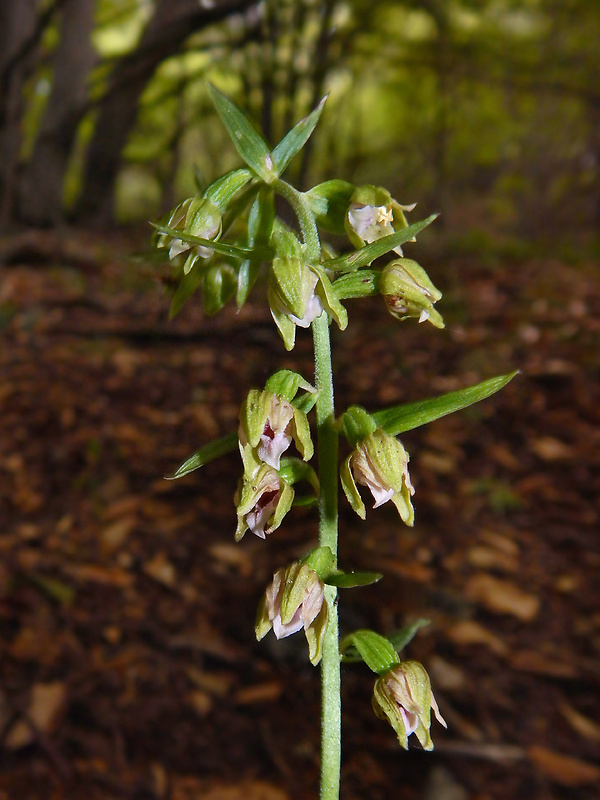 kruštík komorický Epipactis komoricensis Mereďa