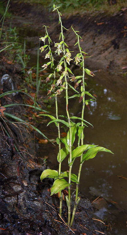 kruštík tallošov Epipactis tallosii Molnár et Robatsch