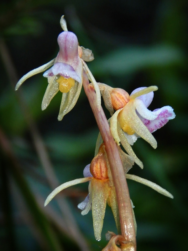 sklenobyľ bezlistá Epipogium aphyllum (F.W. Schmidt) Swartz