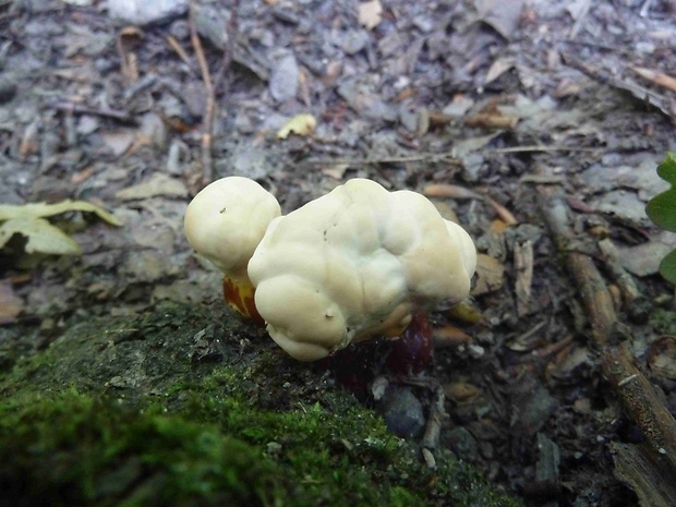 lesklokôrovka obyčajná Ganoderma lucidum (Curtis) P. Karst.