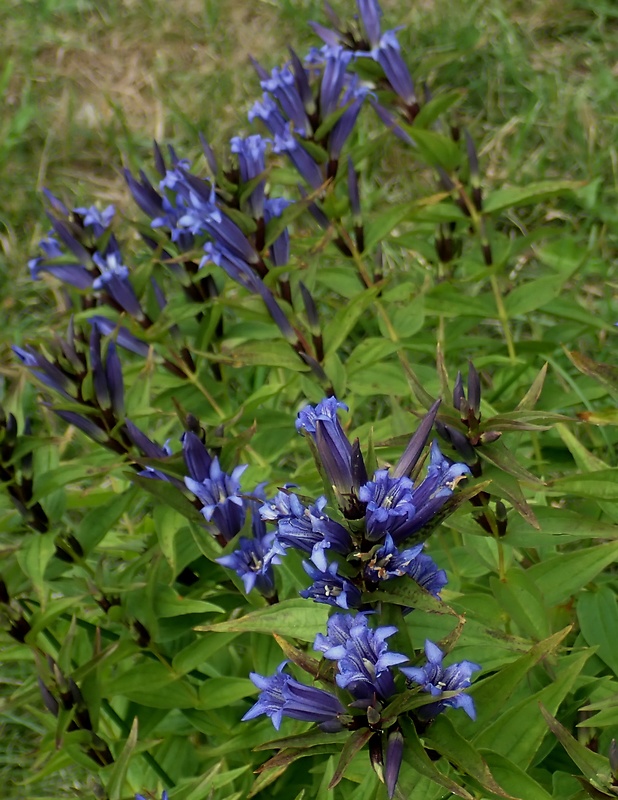 horec kochov Gentiana acaulis L.