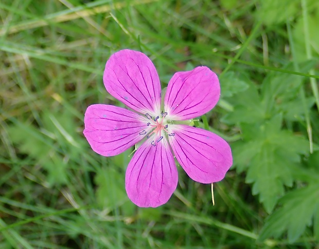 pakost krvavý Geranium sanguineum L.