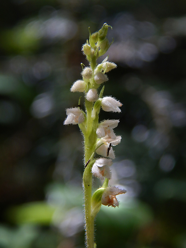 smrečinovec plazivý Goodyera repens (L.) R. Br.