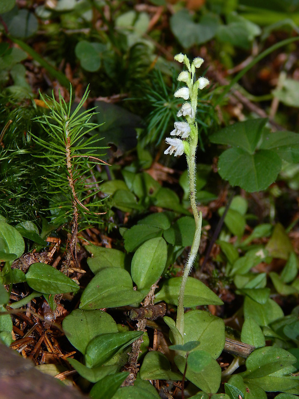 smrečinovec plazivý Goodyera repens (L.) R. Br.